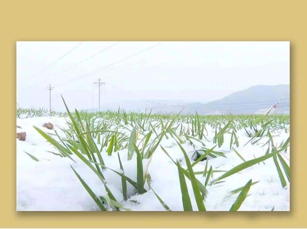 Strengthening the root system, promoting tillering, and preventing grain withering, promoting agricultural and soil conservation to increase wheat yield and income(图1)