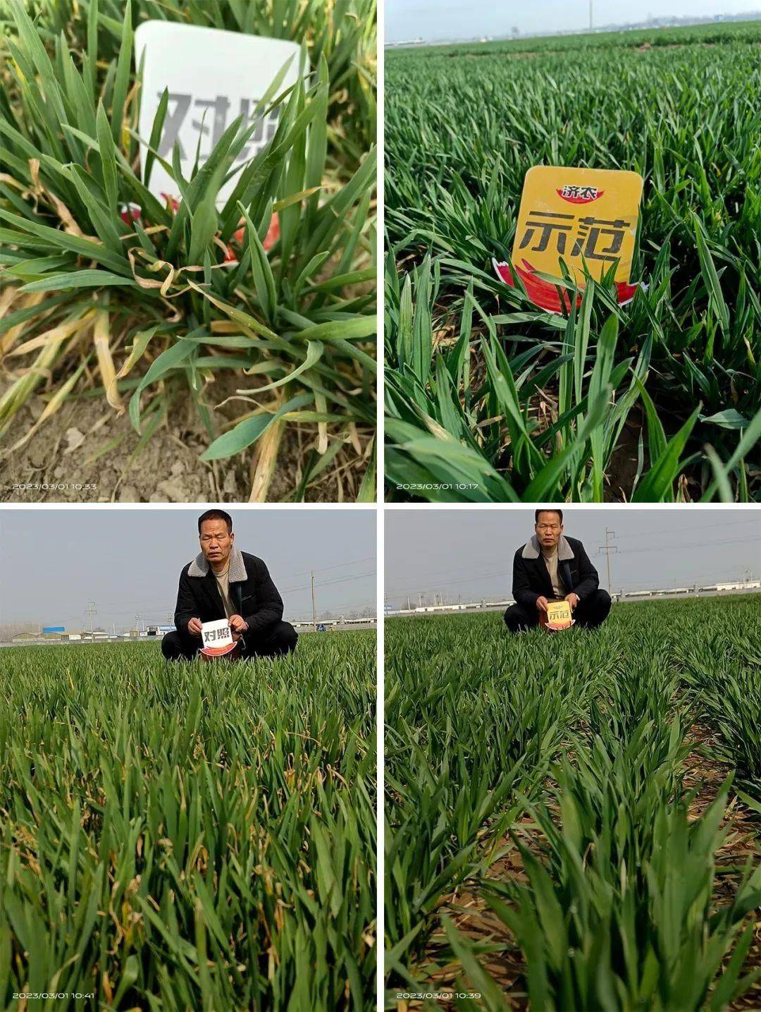 Strengthening the root system, promoting tillering, and preventing grain withering, promoting agricultural and soil conservation to increase wheat yield and income(图4)