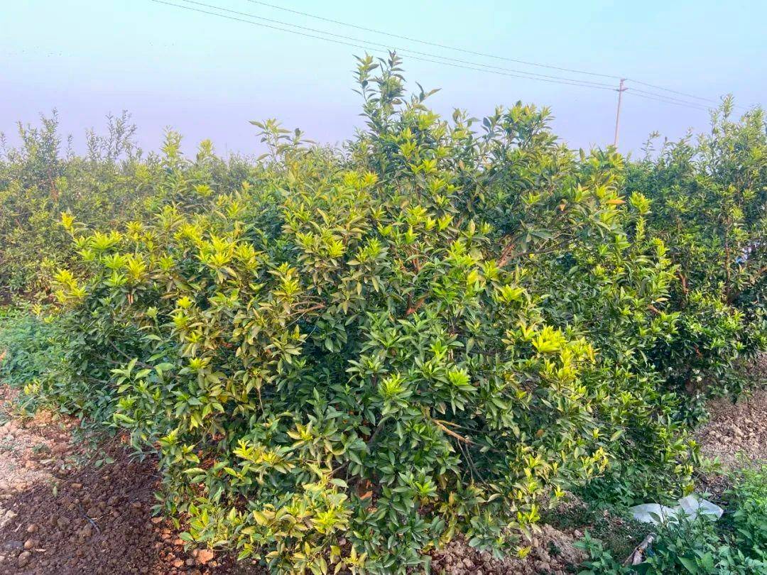 The sea of citrus flowers is as beautiful as a painting, and the Jinong plan is immediately effective(图1)