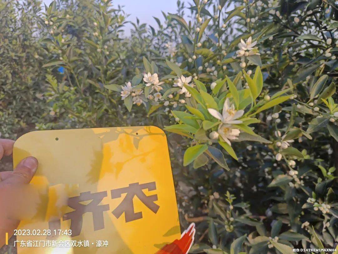 The sea of citrus flowers is as beautiful as a painting, and the Jinong plan is immediately effective(图4)