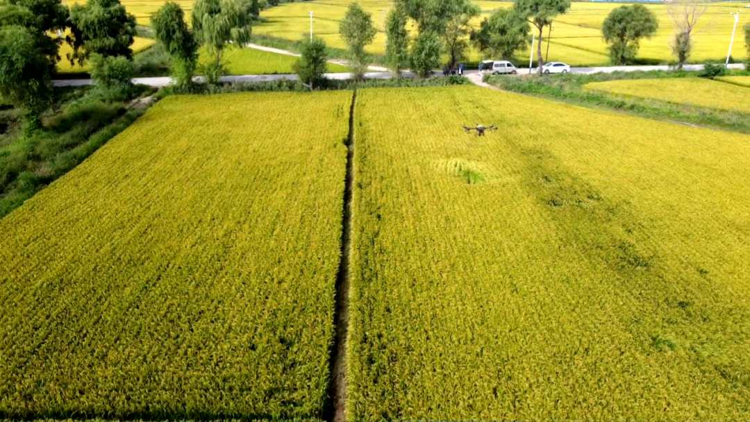 Jinong launches a three-dimensional nutrient fertilizer combination for field crops, with dedicated flight prevention to promote high yield and income increase of field crops