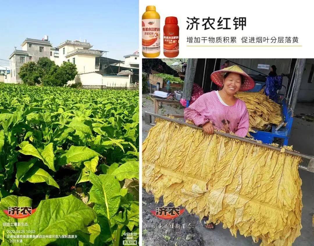 Authoritative journals tell you: Why is Jinong Red Potassium highly favored by tobacco farmers!