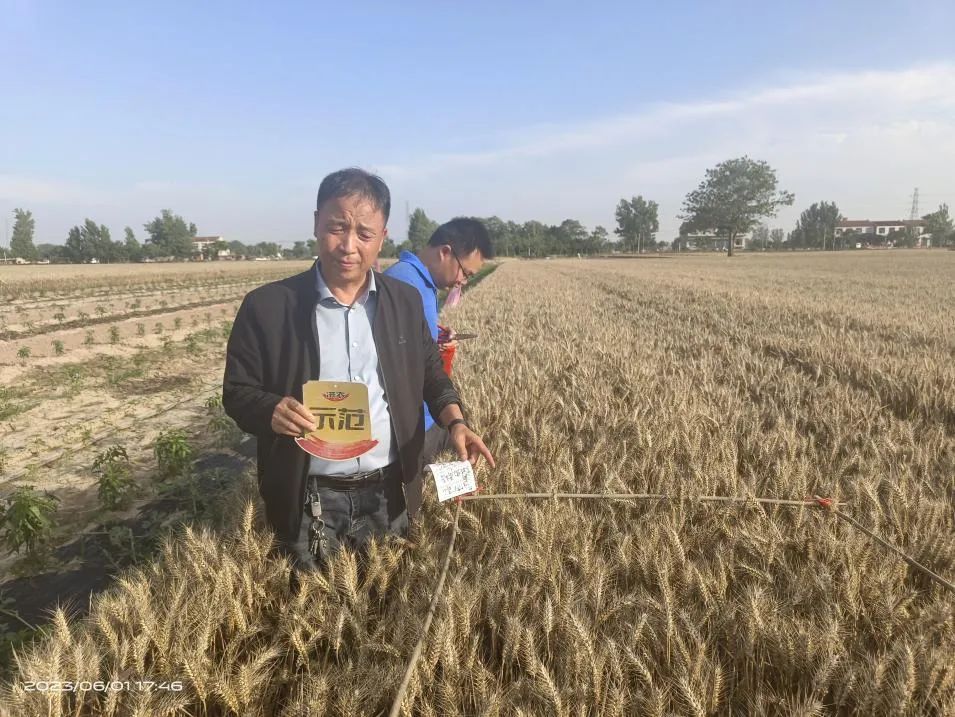 Jinong humic acid helps Henan wheat increase yield by nearly 30% per mu