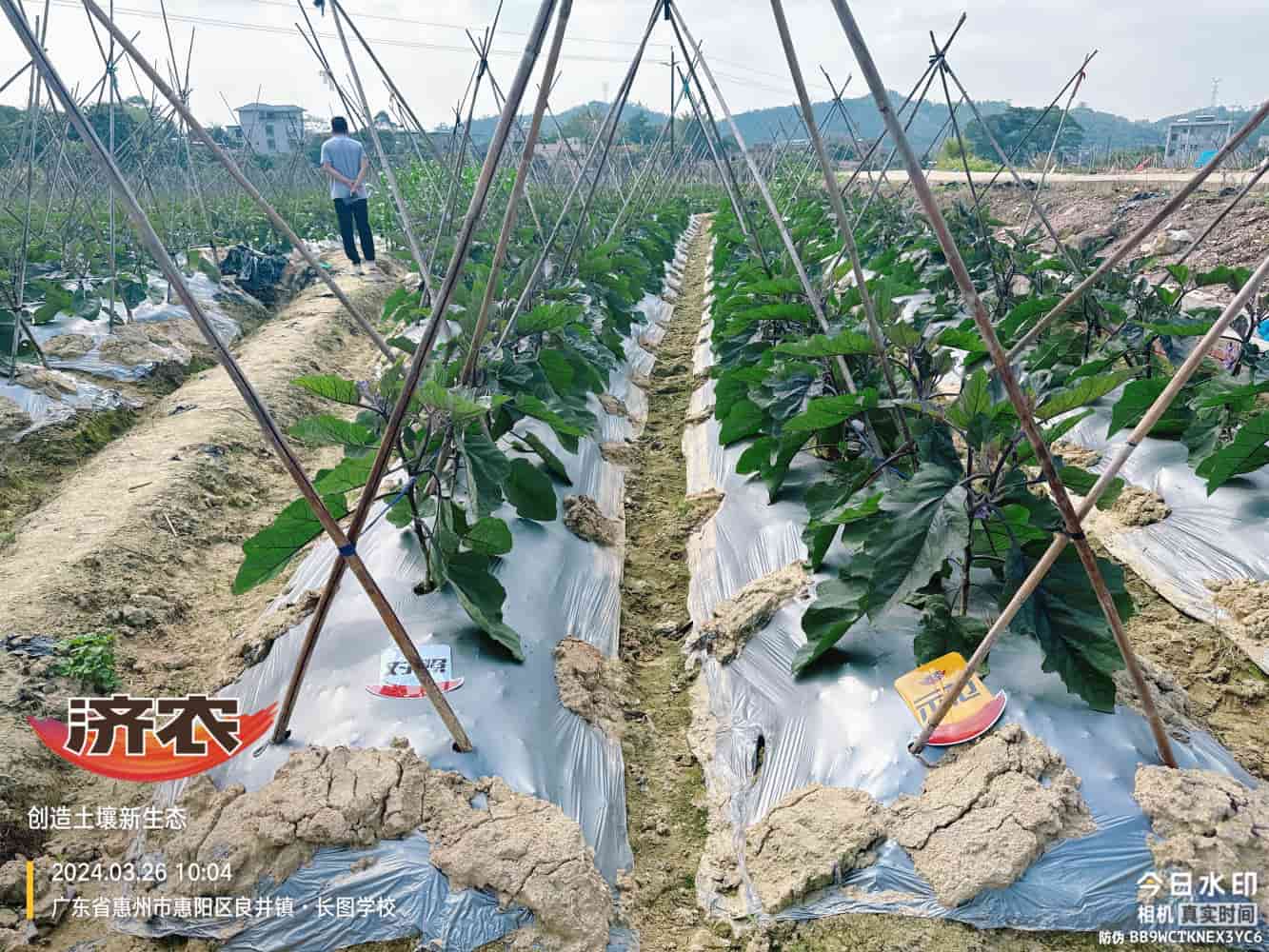 广东茄子使用济农产品的效果(图1)