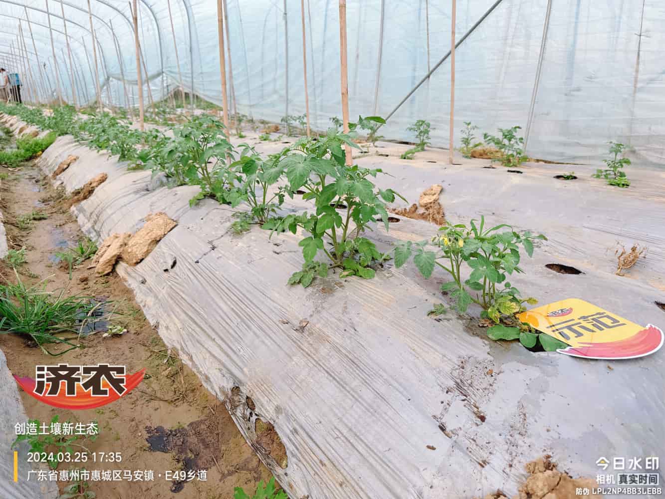 广东番茄使用济农产品的效果(图4)