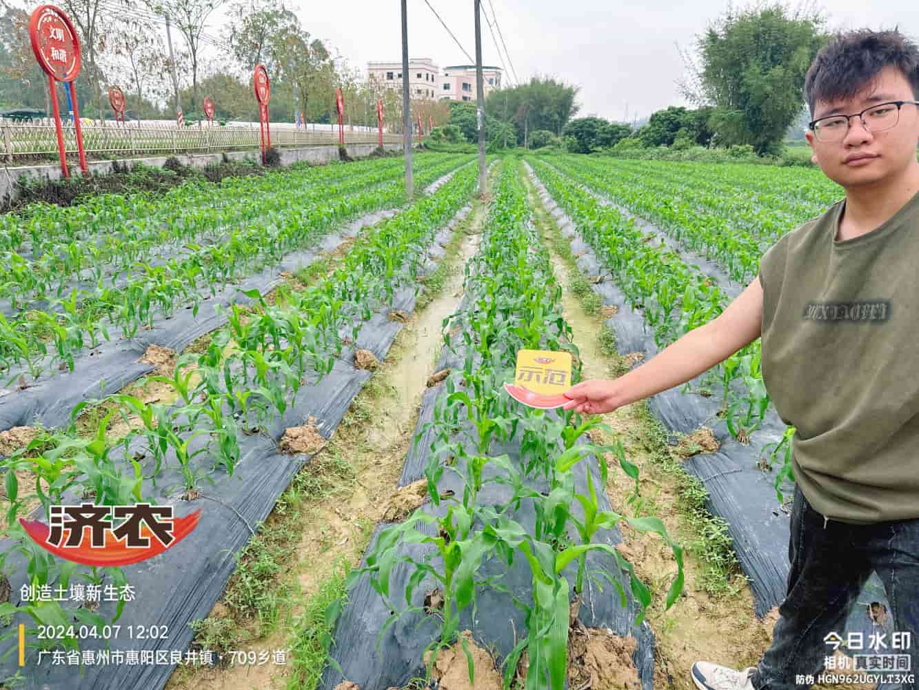 广东玉米使用济农产品的效果(图1)