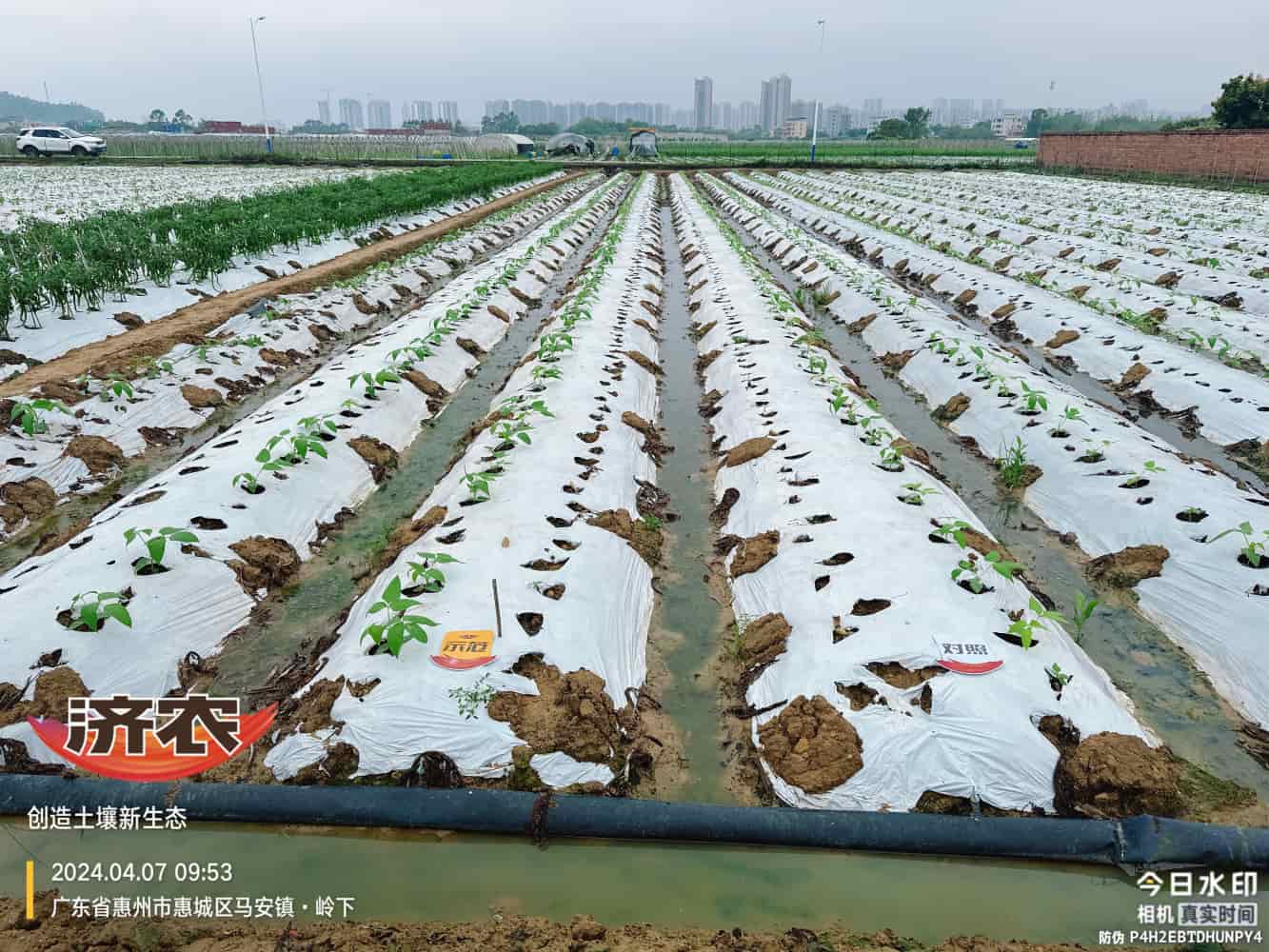 The effect of using agricultural products in Guangdong beans(图1)
