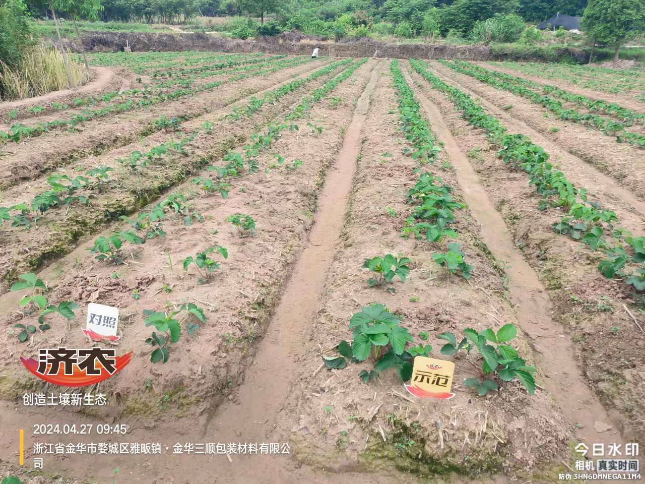 浙江草莓育苗使用济农产品的效果(图1)