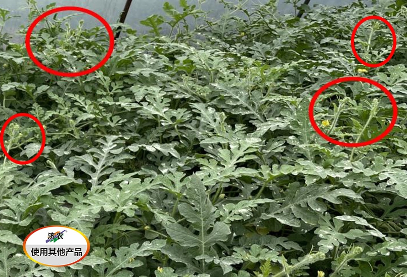 The Jumping Vine Effect of Watermelon after Using Jinong Letu(图4)