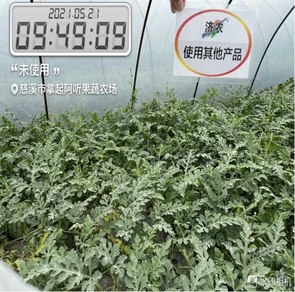 The Jumping Vine Effect of Watermelon after Using Jinong Letu(图6)