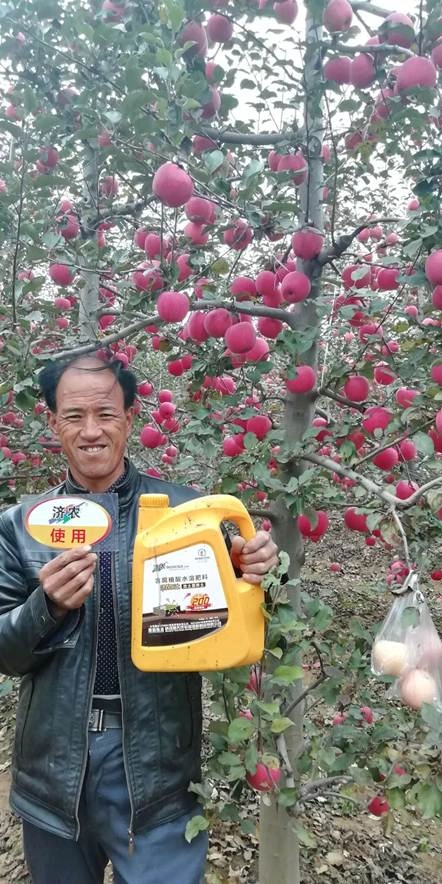 The Effect of Using Jinnong Letu for Apple in Gansu Province(图2)