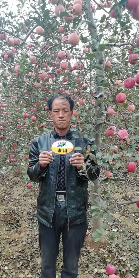 The Effect of Using Jinnong Letu for Apple in Gansu Province(图3)
