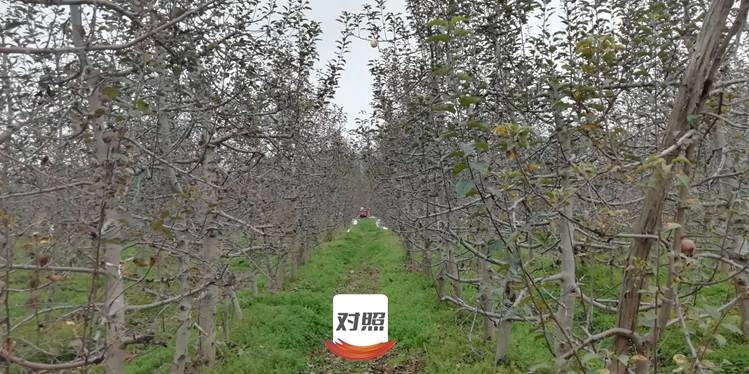 The Effect of Using Jinnong Letu for Apple in Gansu Province(图9)