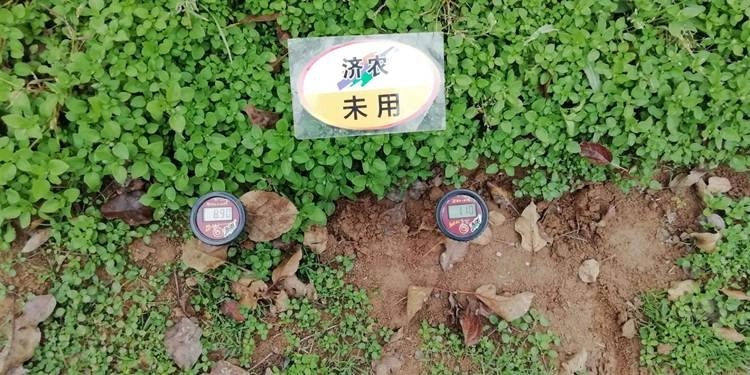 The Effect of Using Jinnong Letu for Apple in Gansu Province(图7)