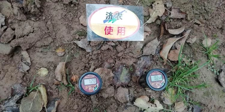 The Effect of Using Jinnong Letu for Apple in Gansu Province(图6)