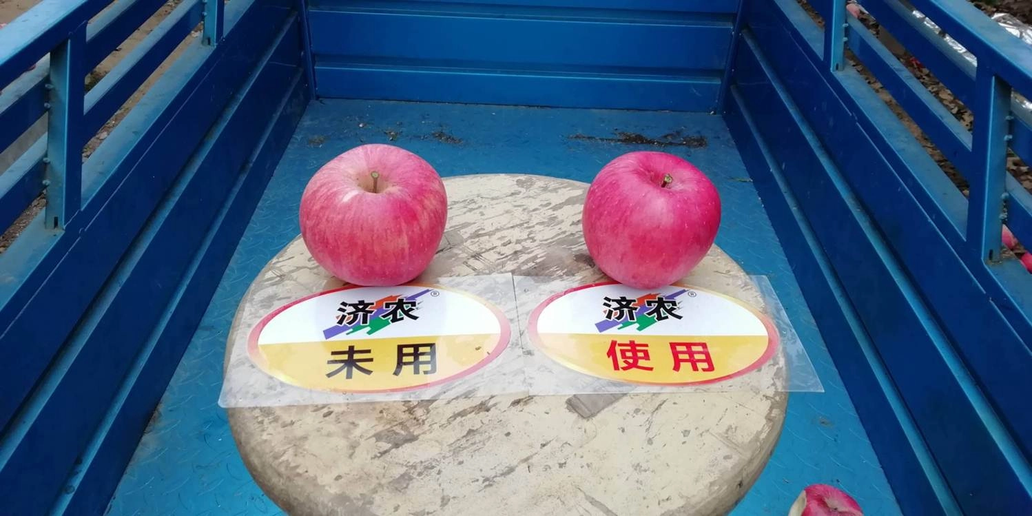 The Effect of Using Jinnong Letu for Apple in Gansu Province(图1)