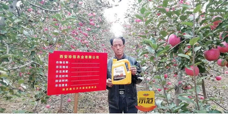 The Effect of Using Jinnong Letu for Apple in Gansu Province(图8)