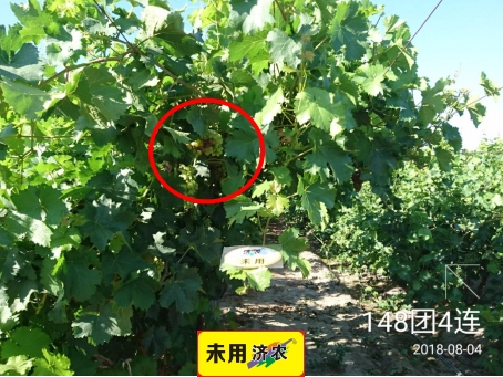 The effect of using Jinong Letu for Xinjiang Kreisen grapes(图2)