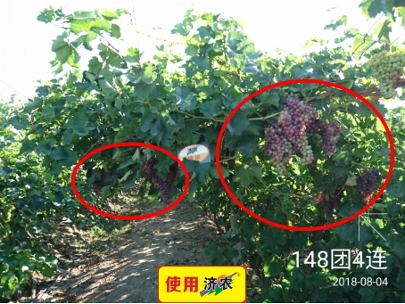 新疆克瑞森葡萄使用济农乐土的效果(图1)