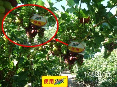 The effect of using Jinong Letu for Xinjiang Kreisen grapes(图3)