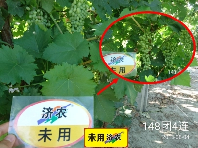新疆克瑞森葡萄使用济农乐土的效果(图4)