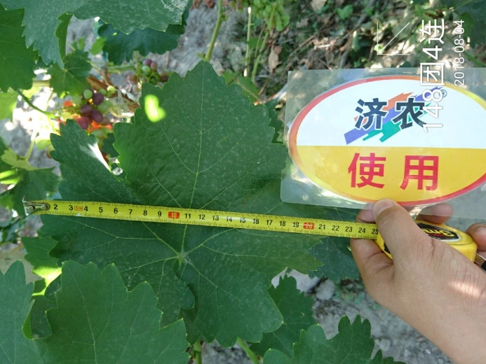 The effect of using Jinong Letu for Xinjiang Kreisen grapes(图8)