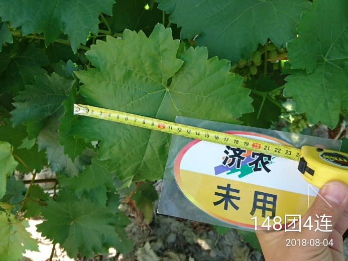 The effect of using Jinong Letu for Xinjiang Kreisen grapes(图9)