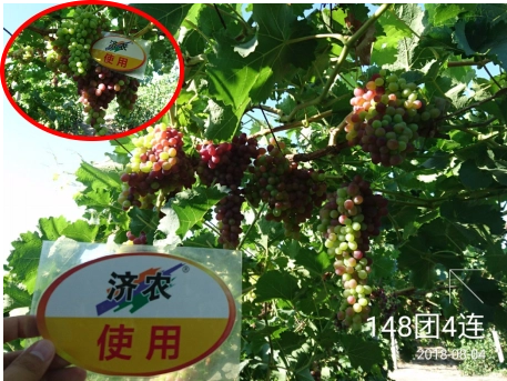 新疆克瑞森葡萄使用济农乐土的效果(图5)