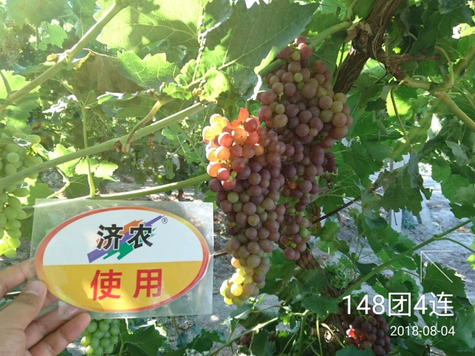 新疆克瑞森葡萄使用济农乐土的效果(图7)