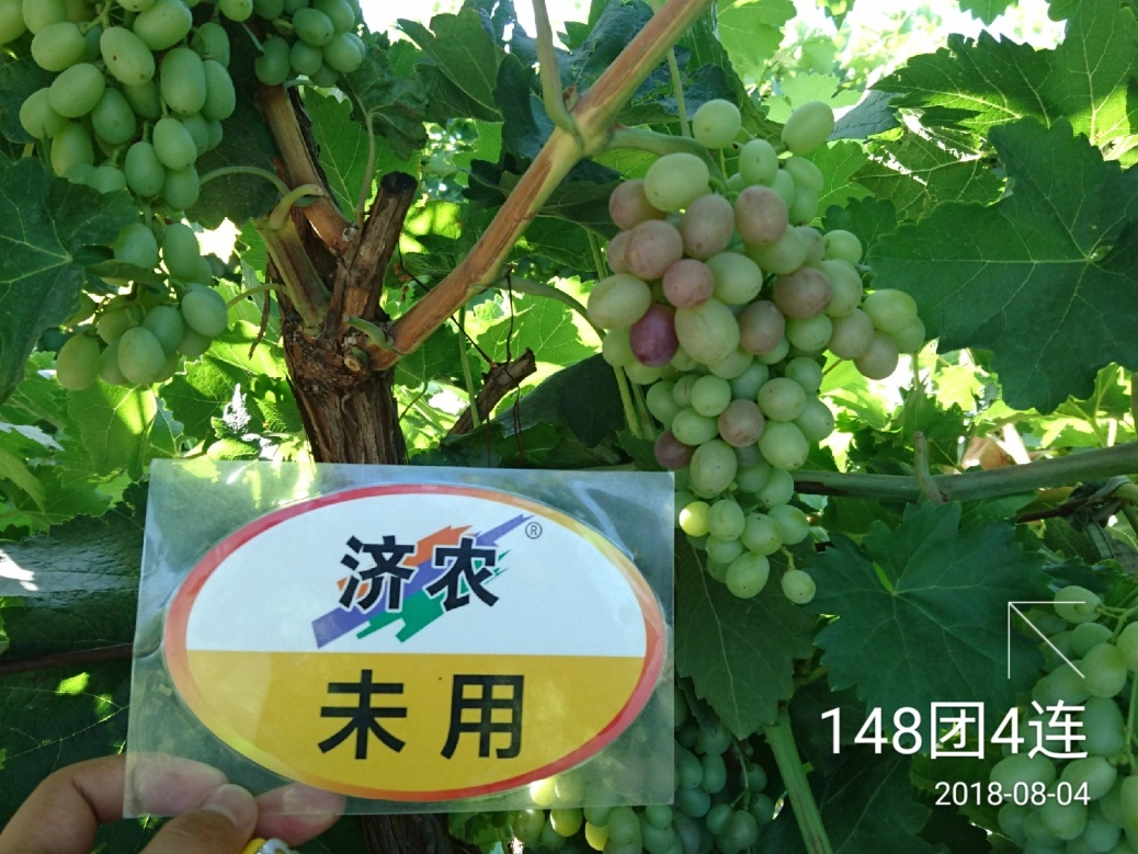 The effect of using Jinong Letu for Xinjiang Kreisen grapes(图6)