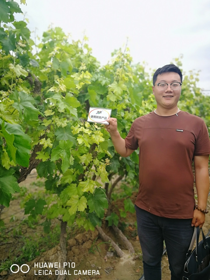 The effect of using Jinong Letu to alleviate yellowing in Xinjiang red grapes(图3)