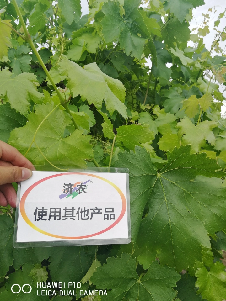 The effect of using Jinong Letu to alleviate yellowing in Xinjiang red grapes(图5)