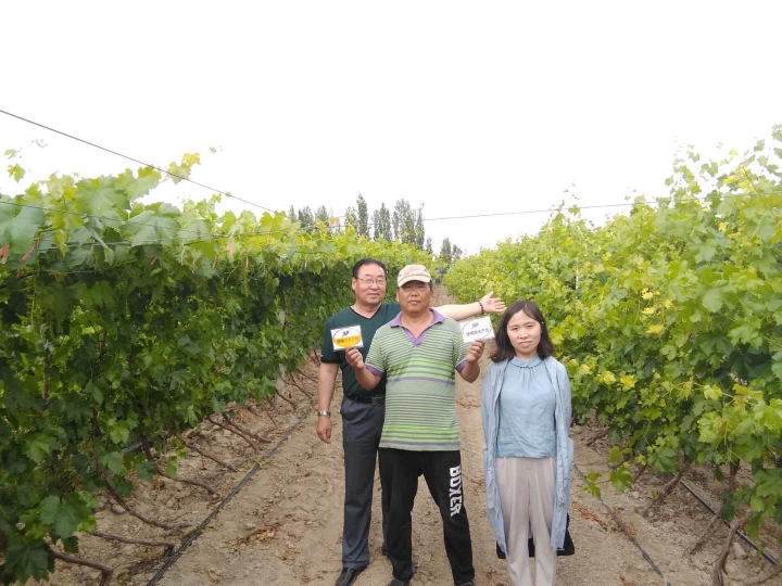The effect of using Jinong Letu to alleviate yellowing in Xinjiang red grapes(图1)