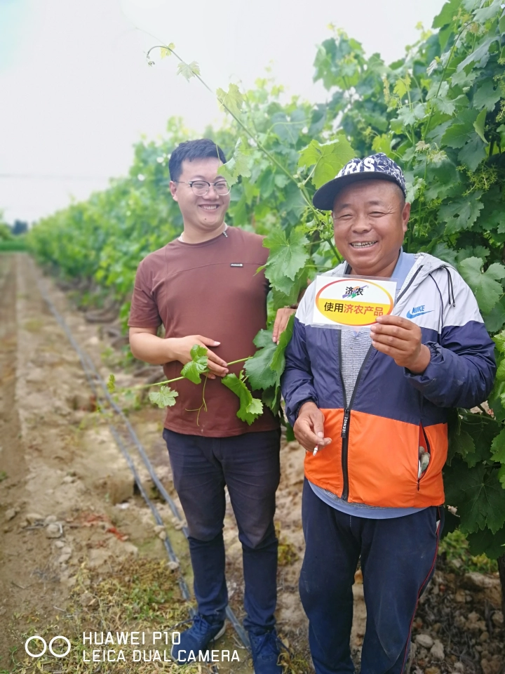 The effect of using Jinong Letu to alleviate yellowing in Xinjiang red grapes(图2)