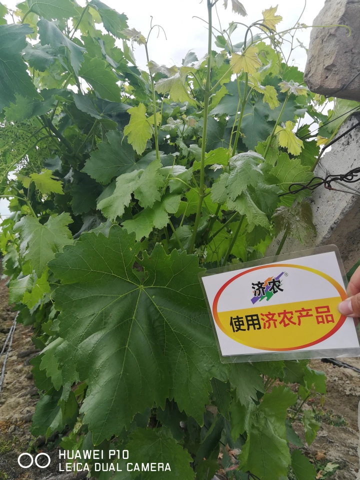 The effect of using Jinong Letu to alleviate yellowing in Xinjiang red grapes(图4)