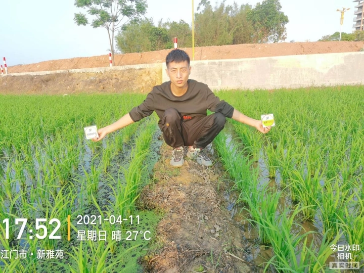 The Effect of Using Jinong Black Cyclone High Nitrogen Aerial Spray on Guangdong Rice(图1)