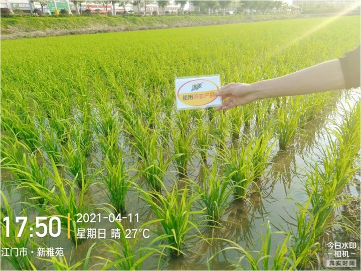 广东水稻使用济农黑旋风高氮型航喷的效果(图2)