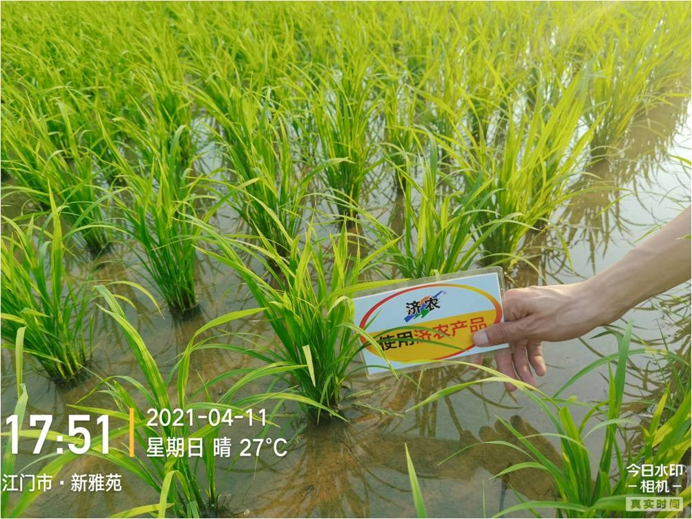 广东水稻使用济农黑旋风高氮型航喷的效果(图4)