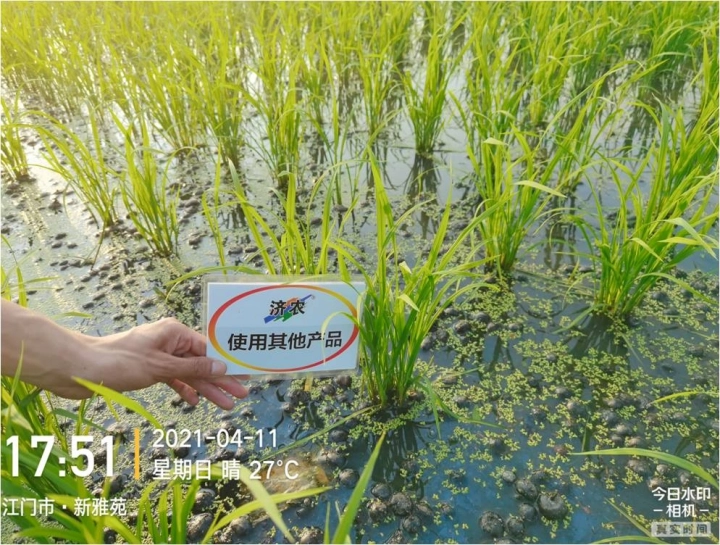 广东水稻使用济农黑旋风高氮型航喷的效果(图5)