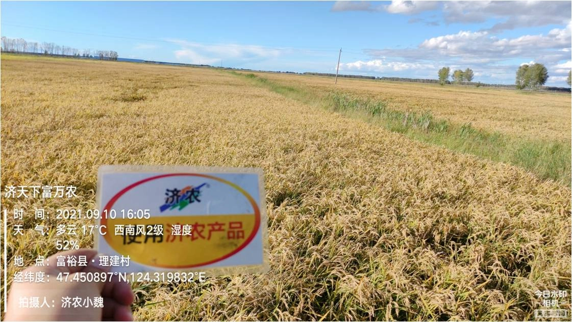 黑龙江齐齐哈尔水稻使用济农红钾焕新版+济农金硼的效果(图1)
