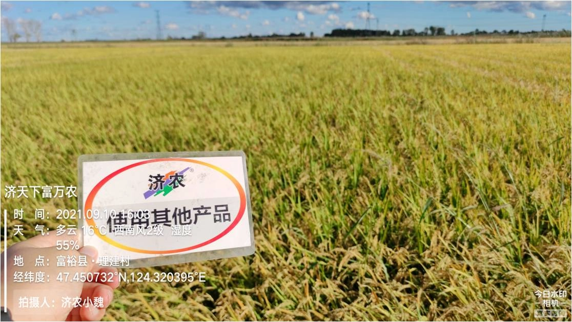 黑龙江齐齐哈尔水稻使用济农红钾焕新版+济农金硼的效果(图2)