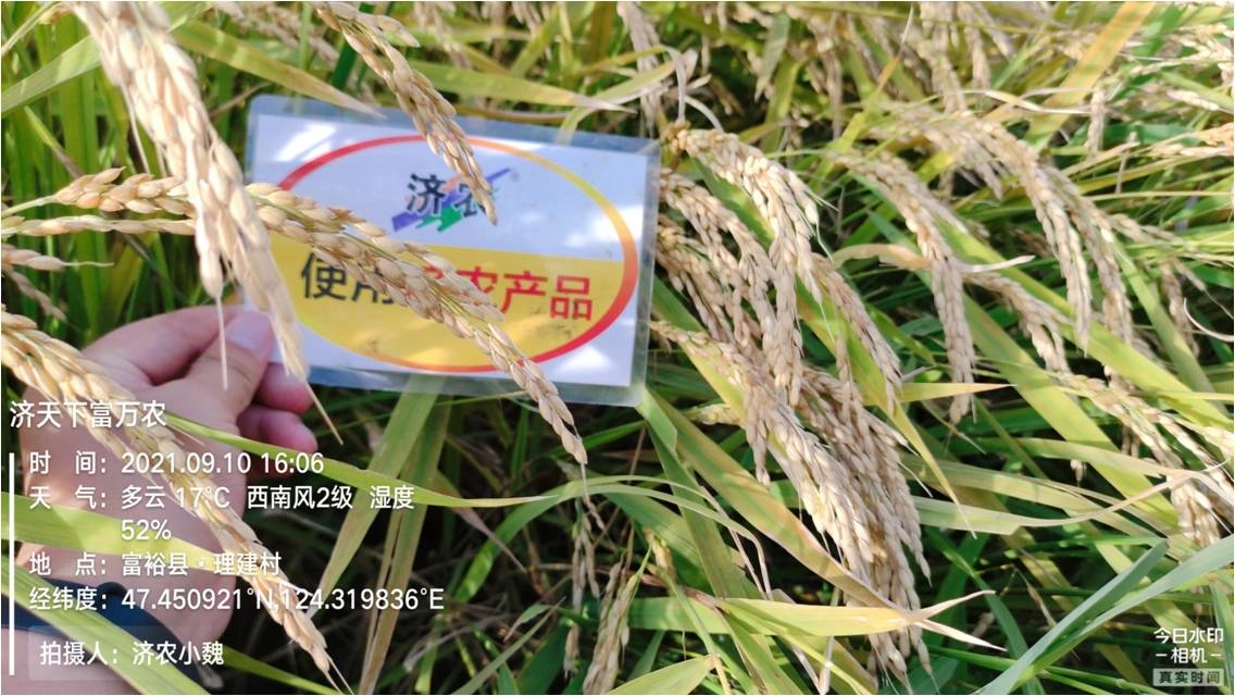 黑龙江齐齐哈尔水稻使用济农红钾焕新版+济农金硼的效果(图3)