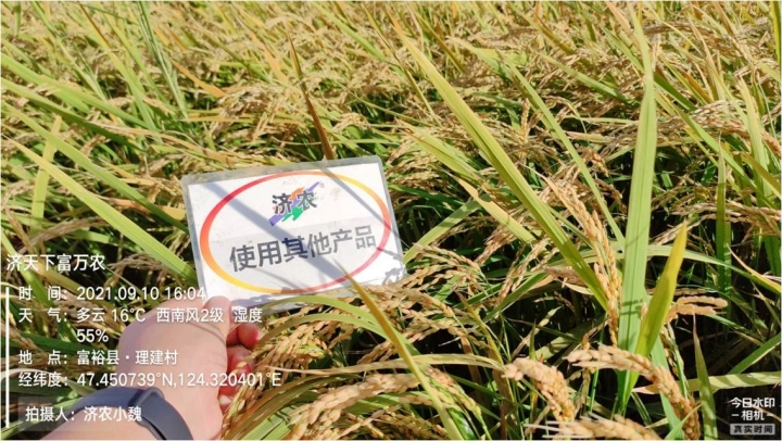 黑龙江齐齐哈尔水稻使用济农红钾焕新版+济农金硼的效果(图4)