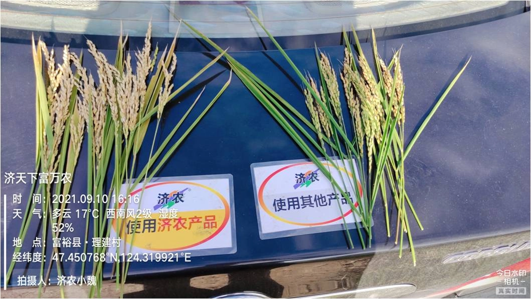 黑龙江齐齐哈尔水稻使用济农红钾焕新版+济农金硼的效果(图5)