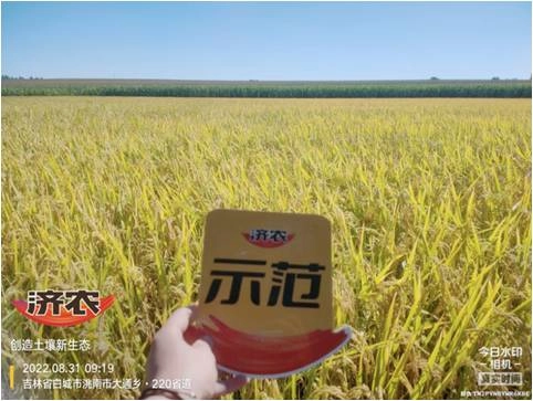 吉林水稻使用济农红钾焕新版+济农特飞高钾的效果(图1)