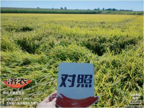 吉林水稻使用济农红钾焕新版+济农特飞高钾的效果(图2)