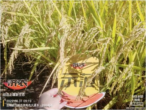 吉林水稻使用济农红钾焕新版+济农特飞高钾的效果(图3)