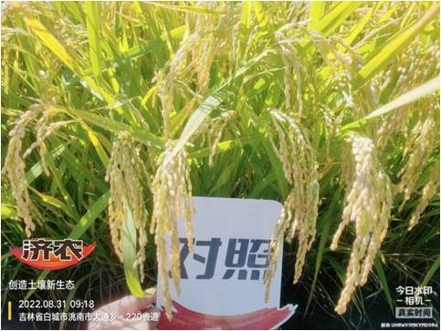 吉林水稻使用济农红钾焕新版+济农特飞高钾的效果(图4)