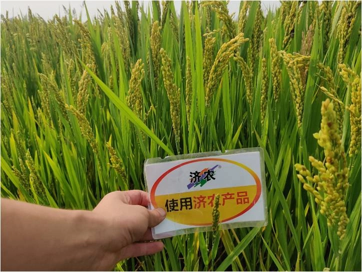 安徽水稻使用济农特飞高钾的效果(图1)