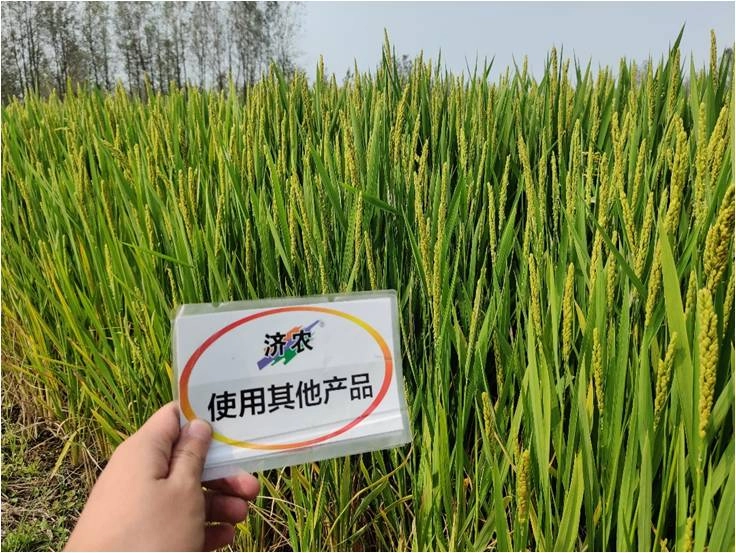 安徽水稻使用济农特飞高钾的效果(图2)